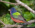 _0SB2390 painted bunting